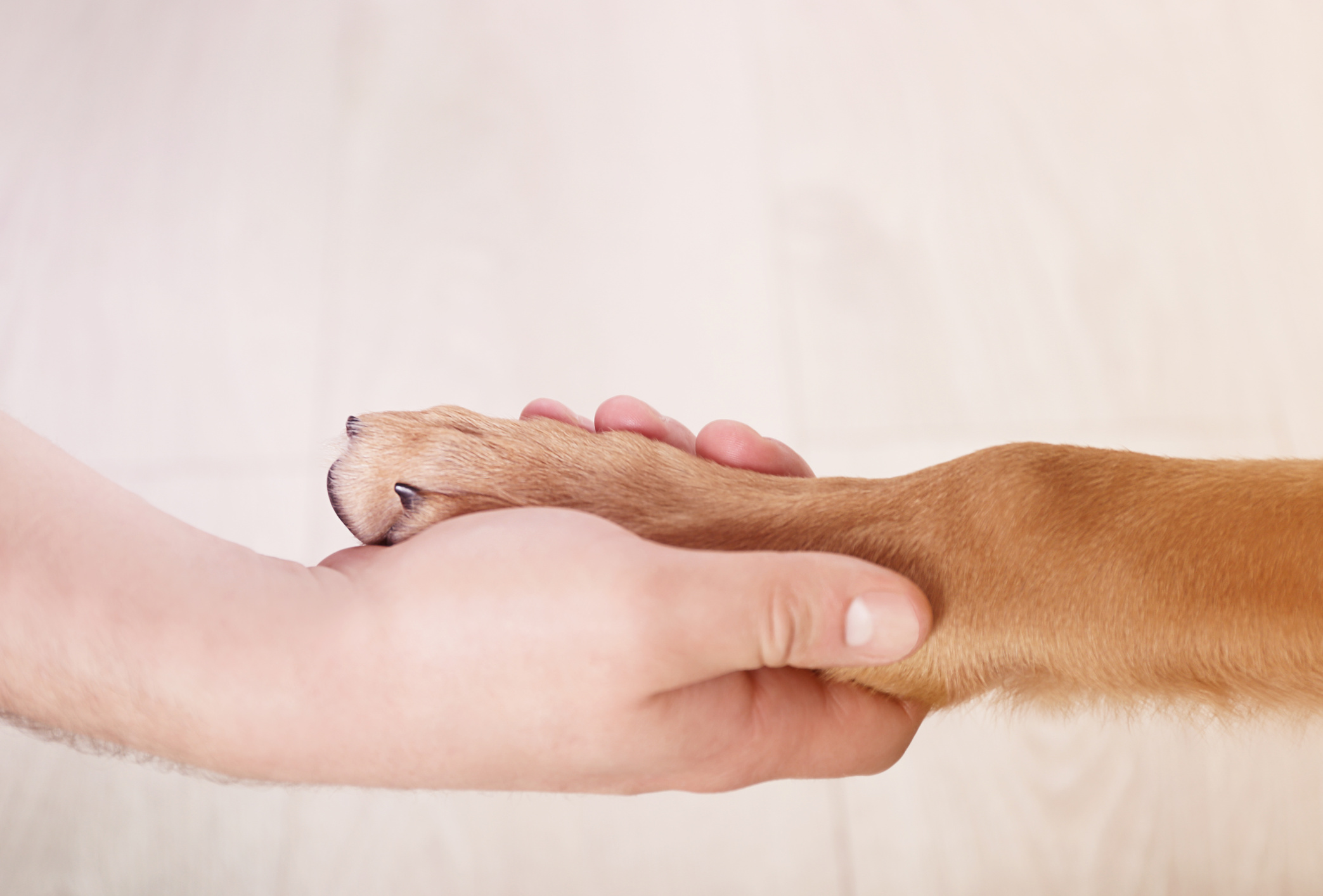 Dog Paw and Human Hand